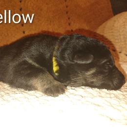 Yellow - Black and tan male German Shepherd puppy in Dawsonville, Georgia from Vom Aussenseiter