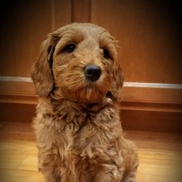 Goldendoodle Puppies from Wisconsin Doodle Dog (of La Crosse)