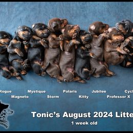 Dalmatian and Doberman Pinscher Puppies from Lorelei Legends