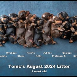 Dalmatian and Doberman Pinscher Puppies from Lorelei Legends