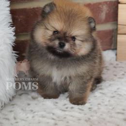 Beaux - Orange sable male Pomeranian puppy in Kingston, Georgia from Southern Charm Poms