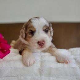 Elsa - Tri-color female Bernedoodle puppy in Queen Creek, Arizona from Dulcito Doodles