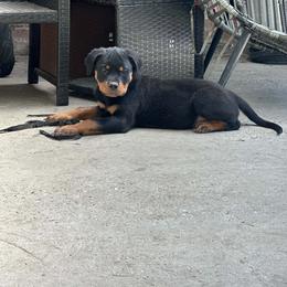 Yellow Girl - Black and mahogany female Rottweiler puppy in Humble, Texas from Inexorable Haus Early Rotts