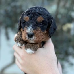Whipped Cream - Tri-color female Bernedoodle puppy in Modesto, California from Central Valley Canine Companions