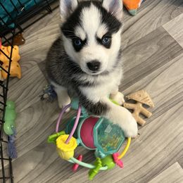 Pomsky Puppies from Lunar Pomskies