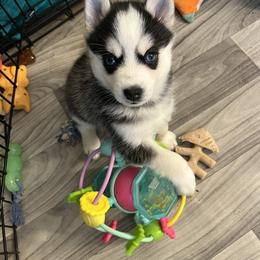 Pomsky Puppies from Lunar Pomskies