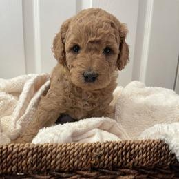 Goldendoodle Puppies from Patton Doodles
