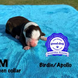 RTM green collar - Red tri-color male Australian Shepherd puppy in Greenville, Texas from Amandas Aussies