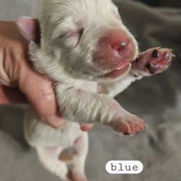 Blue - White male West Highland White Terrier puppy in Mayo, Florida from Carrot Tails LLC