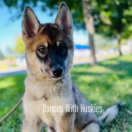 Alaska - Sable and white female Siberian Husky puppy in Rochester, Indiana from Dances With Huskies