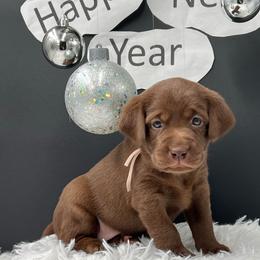 Pink - Chocolate female Labrador Retriever puppy in Heath Springs, South Carolina from Rich Hill Retrievers