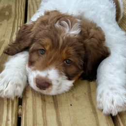 Dottie - Tri-color female Bernedoodle puppy in Greeneville, Tennessee from My Two Doodles