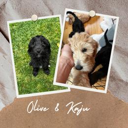 Goldendoodle Puppies from Lundee Doodles