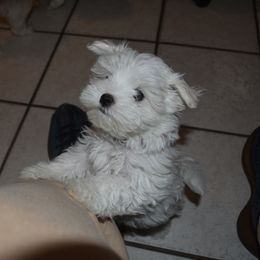 Maltese Puppies from Babes Babies