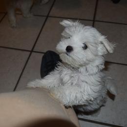 Maltese Puppies from Babes Babies