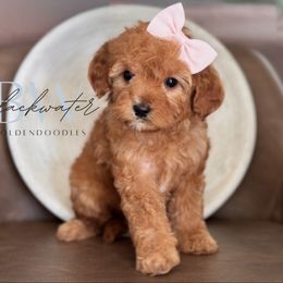 Wren - Red  female Goldendoodle puppy in Amarillo, Texas from Blackwater Doodles