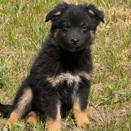 Pine - Black tri male Miniature Australian Shepherd puppy in Medical Lake, Washington from MAS Gone Rogue