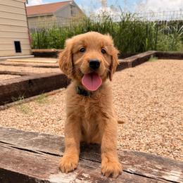 Girl 1 Green - Dark golden female Golden Retriever puppy in Joshua, Texas from 3 Gun Retrievers