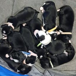 Boy 6 - male Australian Shepherd puppy in Charlotte, North Carolina from Tranquility Trail Aussies