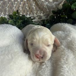 Female 2 - Cream female Cockapoo puppy in Mississippi from Ewing Acres