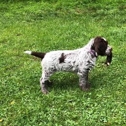 Wirehaired Pointing Griffon Puppies from Foggy Gap Griffons