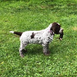 Wirehaired Pointing Griffon Puppies from Foggy Gap Griffons