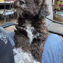 Ember - Brown female Lagotto Romagnolo puppy in Westlake, Oregon from Premier Truffles