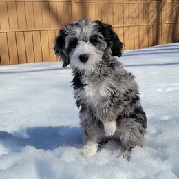 Girl 8 - Merle Goldendoodle puppy in Coon Rapids, Minnesota from MN Celestial Doodles