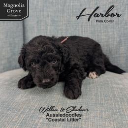 Harbor - Pink Collar - Black and white female Aussiedoodle puppy in Oxford, Alabama from Magnolia Grove Doodles