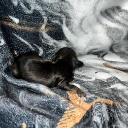 Jake - Red male Dachshund puppy in La Junta, Colorado from Royal King’s Mini Dachshunds