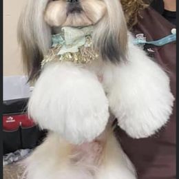 Nunu - Shih Tzu