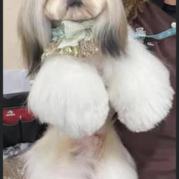 Nunu - Shih Tzu