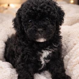 HERSHEYS - Black male Poodle puppy in Orlando, Florida from Denise’s Puppies