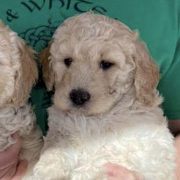 Goldendoodles from W Doodles