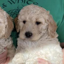 Goldendoodles from W Doodles
