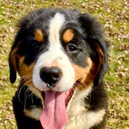 Carmel - Black rust and white female Bernese Mountain Dog puppy in Strasburg, Ohio from Lois Allison