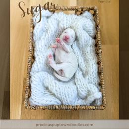 Sugar - Parti female Goldendoodle puppy in Bell Buckle, Tennessee from Precious Puptown Doodles