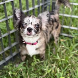 Chihuahua puppies from Royalty Kennels