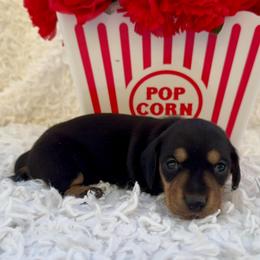 Jetta - Black and cream female Dachshund puppy in Colbert, Oklahoma from Brooke Crenshaw