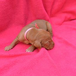 Vizsla Puppies from Summit Vizsla (we can deliver to you)