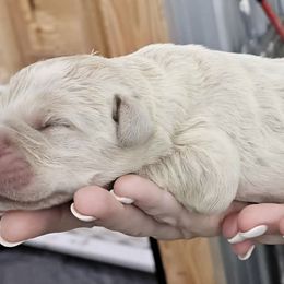 Kilo - Fawn male Cane Corso puppy in Fritch, Texas from Carrie Brown's Cane Corsos