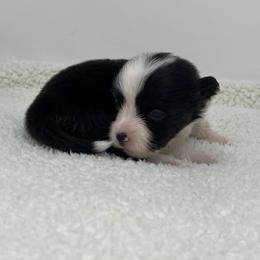 Luna (fluffy) - Brindle and white female American Corgi puppy in Waco, Texas from The Comma Corgis