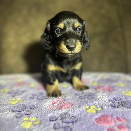 Dachshund Puppies from JBDKennel