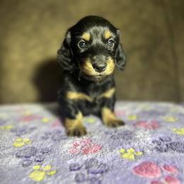 Dachshund Puppies from JBDKennel