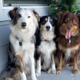 Miniature Australian Shepherds from Elite Miniature Australian Shepherds