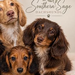 Dachshunds from Southern Sage Dachshunds