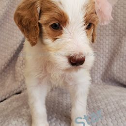 Goldendoodle Puppies from Auburn Hills Doodles & Poodles