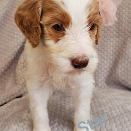 Goldendoodle Puppies from Auburn Hills Doodles & Poodles