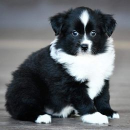 Miniature Australian Shepherd and Toy Australian Shepherd Puppies from Ripple Creek