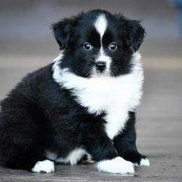 Miniature Australian Shepherd and Toy Australian Shepherd Puppies from Ripple Creek